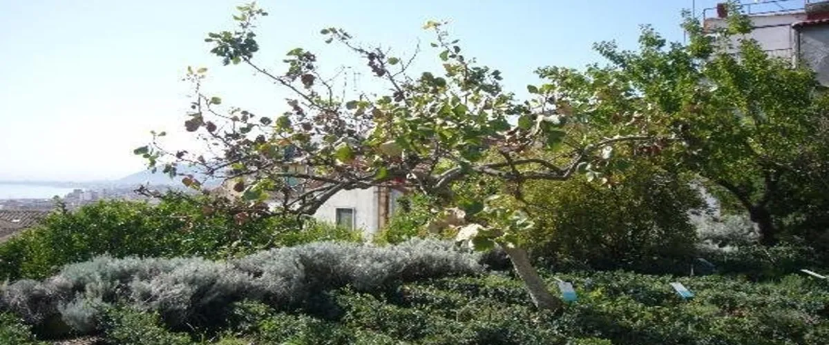 Foto 5 Giardino della Minerva