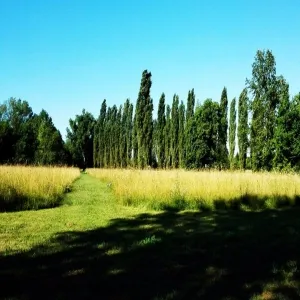 Foto de Parco del Cormor