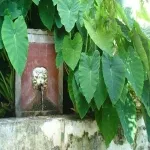 Foto 4 Giardino della Minerva
