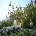 Foto 5 Giardino della Minerva